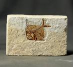Prachtigste fossiele vis op steen - - Gefossiliseerd dier -
