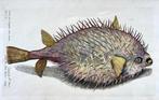 Paul van Somer (1577-1621) - Porcupine fish, ichthyology,