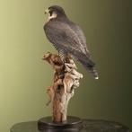 Valk Taxidermie volledige montage - Falco peregrinus - 58 cm, Nieuw