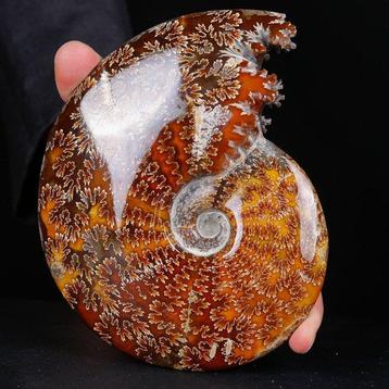 Ammonite Cléoniceras de première qualité - Parfait état de