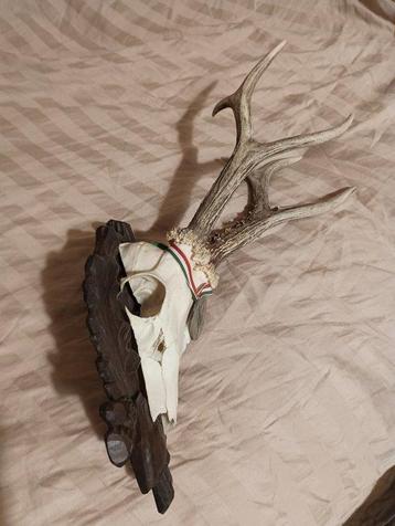 Trophée de chasse