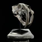 Geen reserveprijs - Een bruine sabeltandskullereplica op een, Antiek en Kunst