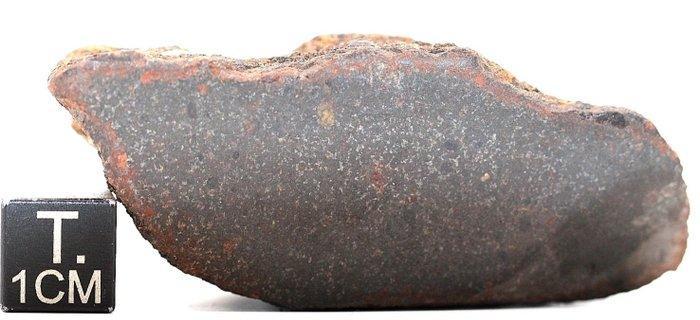 NWA 15581 CK5 Carbonaceous chondrite meteorite - 42 g - (1), Verzamelen, Mineralen en Fossielen