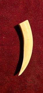 Wrattenzwijn Tand - Dente - 10 cm - 0 cm - 2 cm - (1)