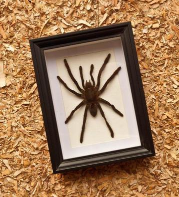 Scorpion Support de corps entier pour taxidermie - Scorpion beschikbaar voor biedingen