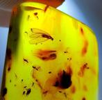 FOSSlL-AMAZING!! Dominicaanse amber - 80 ct- 16 g