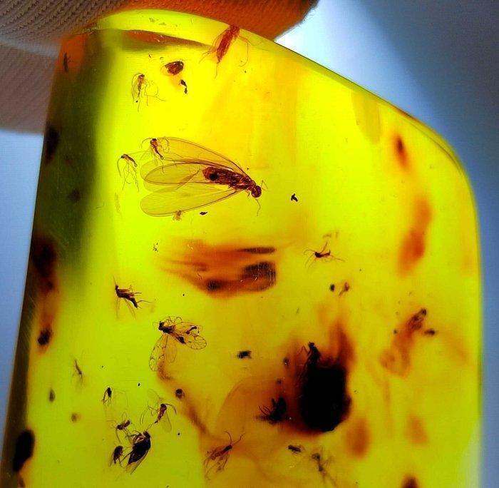 FOSSlL-AMAZING!! Dominicaanse amber - 80 ct- 16 g, Verzamelen, Mineralen en Fossielen