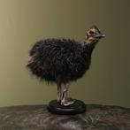 Struisvogel Kuiken Zwart Taxidermie Opgezette Dieren By Max, Ophalen of Verzenden, Opgezet dier