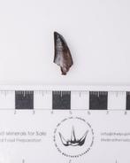 Dinosaurus - Fossiele tand - Albertosaurus sarcophagus - 2.4, Verzamelen, Mineralen en Fossielen