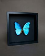 Vlinder Taxidermie volledige montage - Morpho didius - 25 cm, Verzamelen, Nieuw