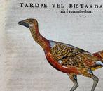 Conrad Gesner - Tardea Vel Bistardae Histo - 1555, Antiek en Kunst
