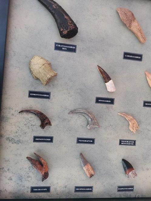 MENG TANDEN EN KLAUWEN - reproducties Set tanden - MIX DENTI, Verzamelen, Dierenverzamelingen