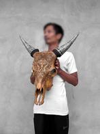 SANS PRIX DE RÉSERVE - Tête de vache brune magnifique avec