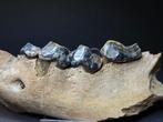 Rare cave hyena jaw - Gefossiliseerde kaak - Crocuta spelaea, Verzamelen, Mineralen en Fossielen