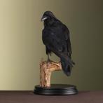 Raaf Taxidermie Opgezette Dieren By Max, Verzamelen, Ophalen of Verzenden, Nieuw, Vogel, Opgezet dier