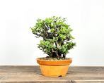 Chojubai - Hauteur (arbre) : 18 cm - Profondeur (arbre) : 15