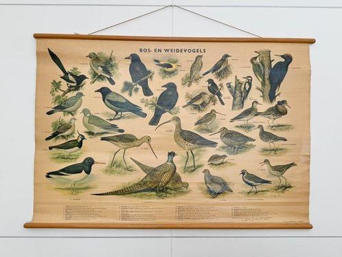 H.J. Slijper - Three old school posters, birds (Bos-en, Antiek en Kunst, Kunst | Tekeningen en Fotografie