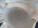 Conque Coquillage marin - Chicoreus Ramosus 23x18x13 (Sans, Antiek en Kunst