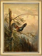 Moritz Mueller jun. (1869-1934) - Capercaillie sitting on a