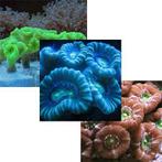 Caulastrea Pack (3 soorten)