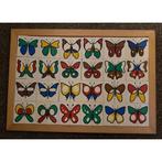 Rolf Begrip Lotto Vlinders, Boeken, Verzenden, Nieuw