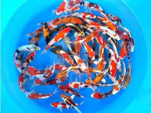 Sakazume 14-16cm  tosai mix (Japanse Koi), Tuin en Terras, Vijvers, Nieuw, Ophalen of Verzenden
