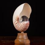 Maître du cabinet de curiosités - Coquillage marin -