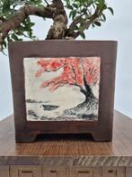 Bonsai van Lentisk - Verzamelingstuk - Hoogte (boom): 35 cm