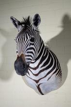 Zebra Head Taxidermie wandmontage - Equus quagga - 45 cm -