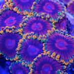 Zoanthus Mindtrix (1 polyp), Dieren en Toebehoren, Overige Dieren
