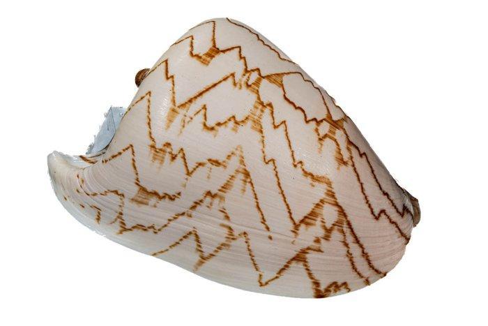 Cymbiola (Aulica) nobilis - extreem groot *** exclusief, Verzamelen, Dierenverzamelingen