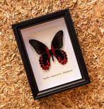 Papillon Support de corps entier pour taxidermie - Papilio, Nieuw