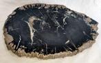 Fossiel hout - Gefossiliseerd hout - 3 cm - 35 cm, Nieuw