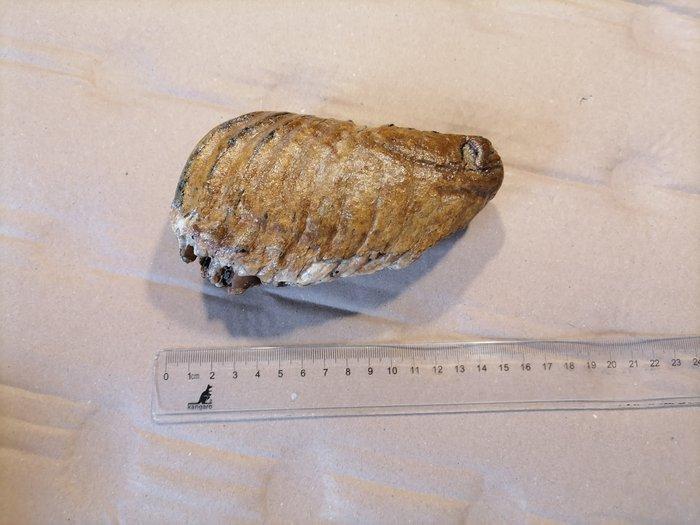 Wolharige mammoet - Fossiele kies - Mammuthus primigenius, Verzamelen, Mineralen en Fossielen