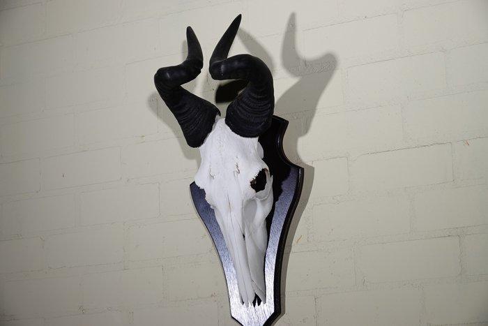 Lichtensteins antilope hartebeest. Crâne - Alcelaphus, Collections, Collections Animaux