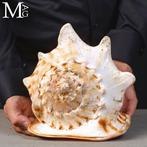 Topkwaliteit - Reusachtige zeeschelp - 286 mm - Zeeschelp -, Nieuw