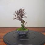 Zelkova nire - Hoogte (boom): 21 cm - Diepte (boom): 16 cm -
