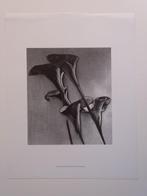 Man Ray (1890–1976) - Flower, Antiek en Kunst, Kunst | Schilderijen | Modern
