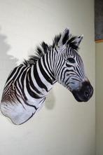 Zebra Head Taxidermie wandmontage - Equus quagga - 45 cm -, Verzamelen, Dierenverzamelingen, Nieuw