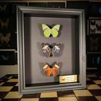 Vlinder Taxidermie volledige montage - Hamadryas amphinome -