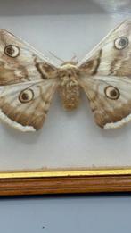 Papillon de nuit Support mural pour taxidermie - Saturnia