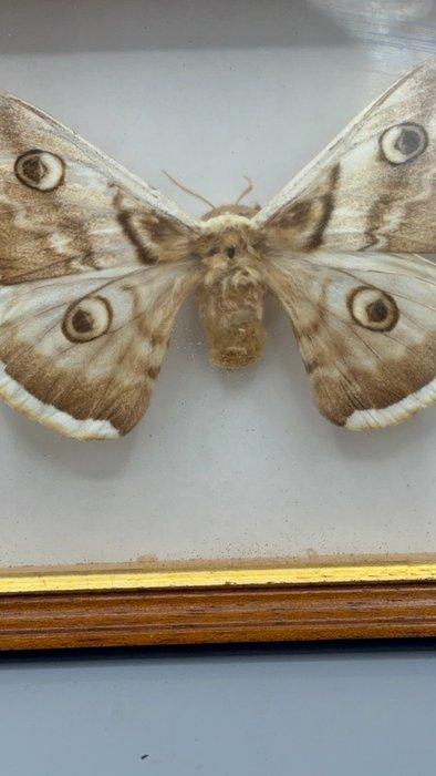 Papillon de nuit Support mural pour taxidermie - Saturnia, Collections, Collections Animaux