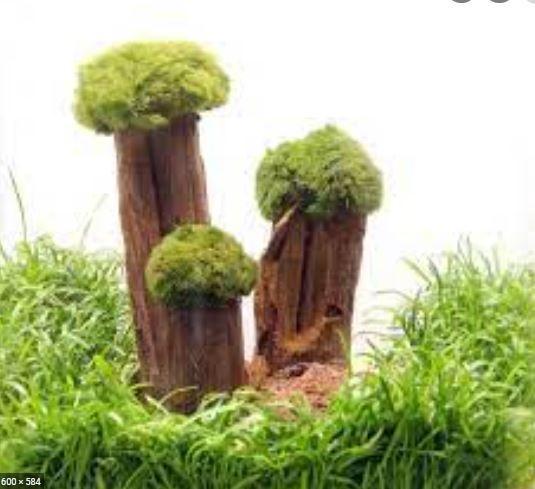 Dennerle Shrimp Tree, Dieren en Toebehoren, Vissen | Aquaria en Toebehoren, Nieuw, Verzenden