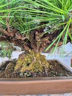Bonsai Pinus Thunbergii Corticosa - Zeldzame vondst - Hoogte
