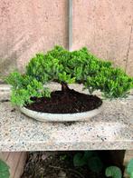 Jeneverbes bonsai (Juniperus) - Hoogte (boom): 19 cm -