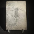 Zeereptiel - Gefossiliseerd dier - Keichousaurus - 29 cm -
