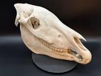 Burchell-zebra Schedel van een zoogdier - Equus quagga, Nieuw