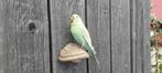 Parkiet Taxidermie volledige montage - Budgerigar