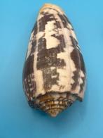 Gastropode Zeeschelp - Various conus (Zonder minimumprijs), Antiek en Kunst, Curiosa en Brocante