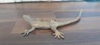 Pierre Chenet (XX-XXI) - sculptuur, Le Lézard a la longue